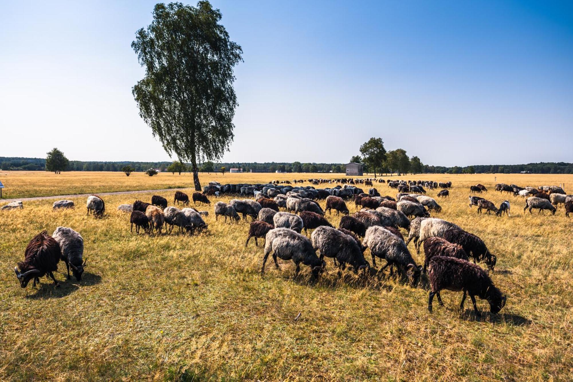 Hotelcamp Reinsehlen Schneverdingen Bagian luar foto